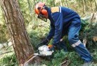 Megalong Valleytree-cutting-services-21.jpg; ?>